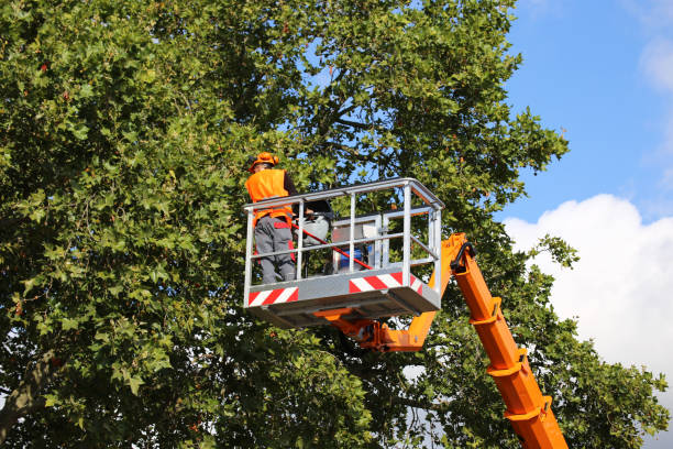 Trusted Southwood Acres, CT Tree Services Experts