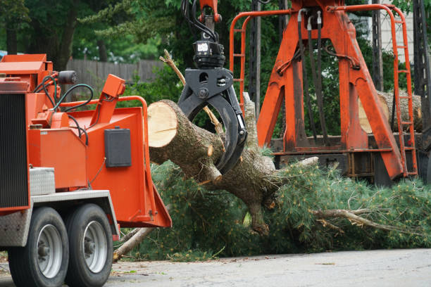 Best Weed Control  in Southwood Acres, CT